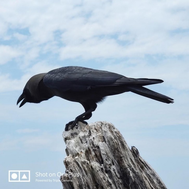 OnePlus 7 Pro zoom