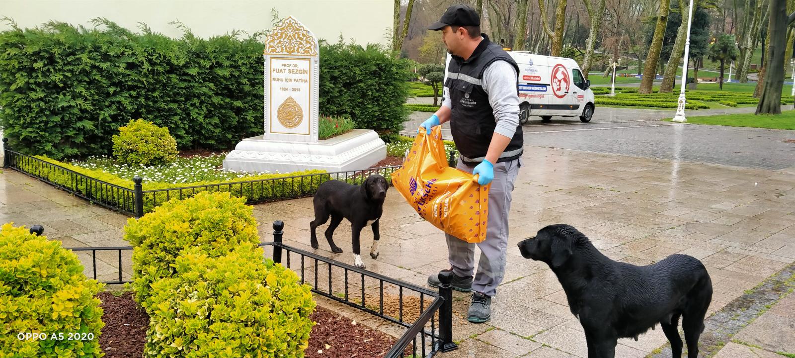 İstanbul Büyükşehir Belediyesi ekipleri mama dağıtırken