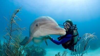DolphinGemma