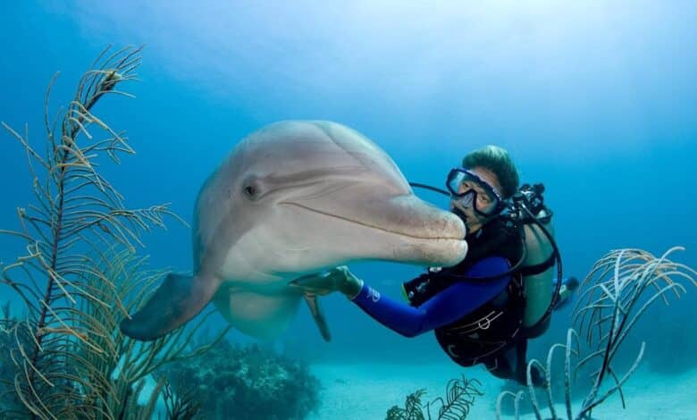 DolphinGemma