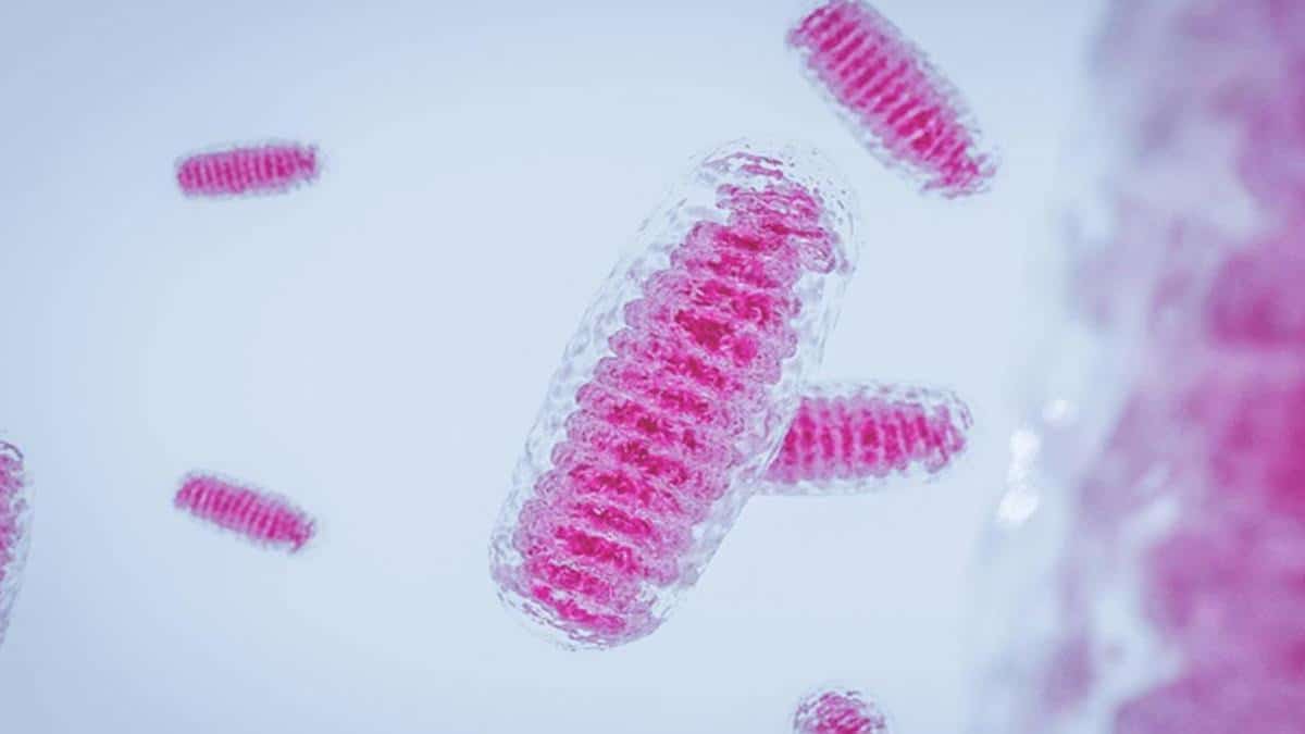 Bilim Yaşlanmayı Yavaşlatmanın Yeni Yolunu Buldu